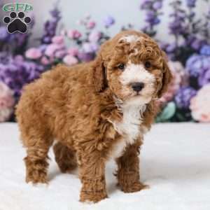 Beau, Miniature Poodle Puppy